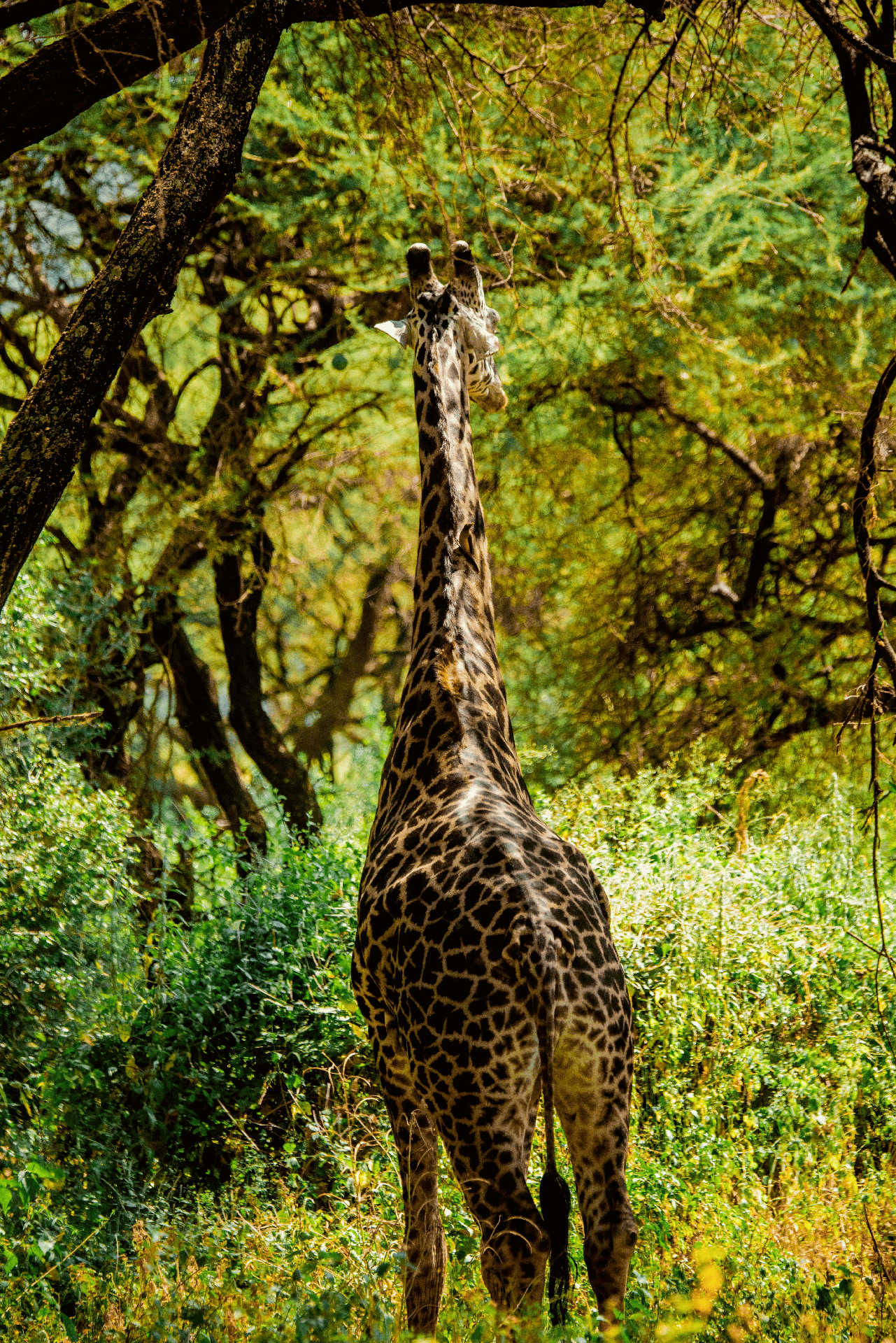 Amboseli