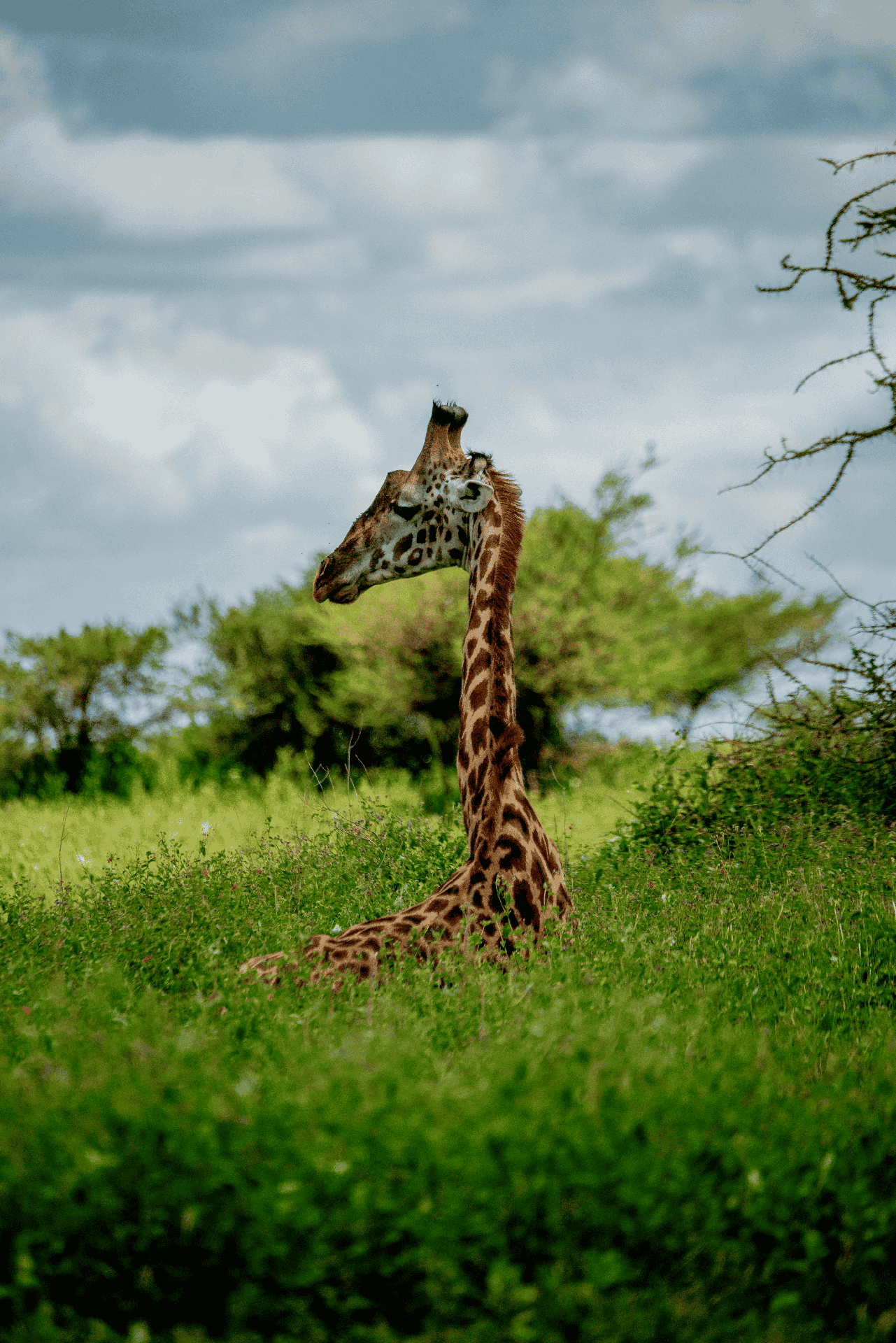 Morning Naivasha