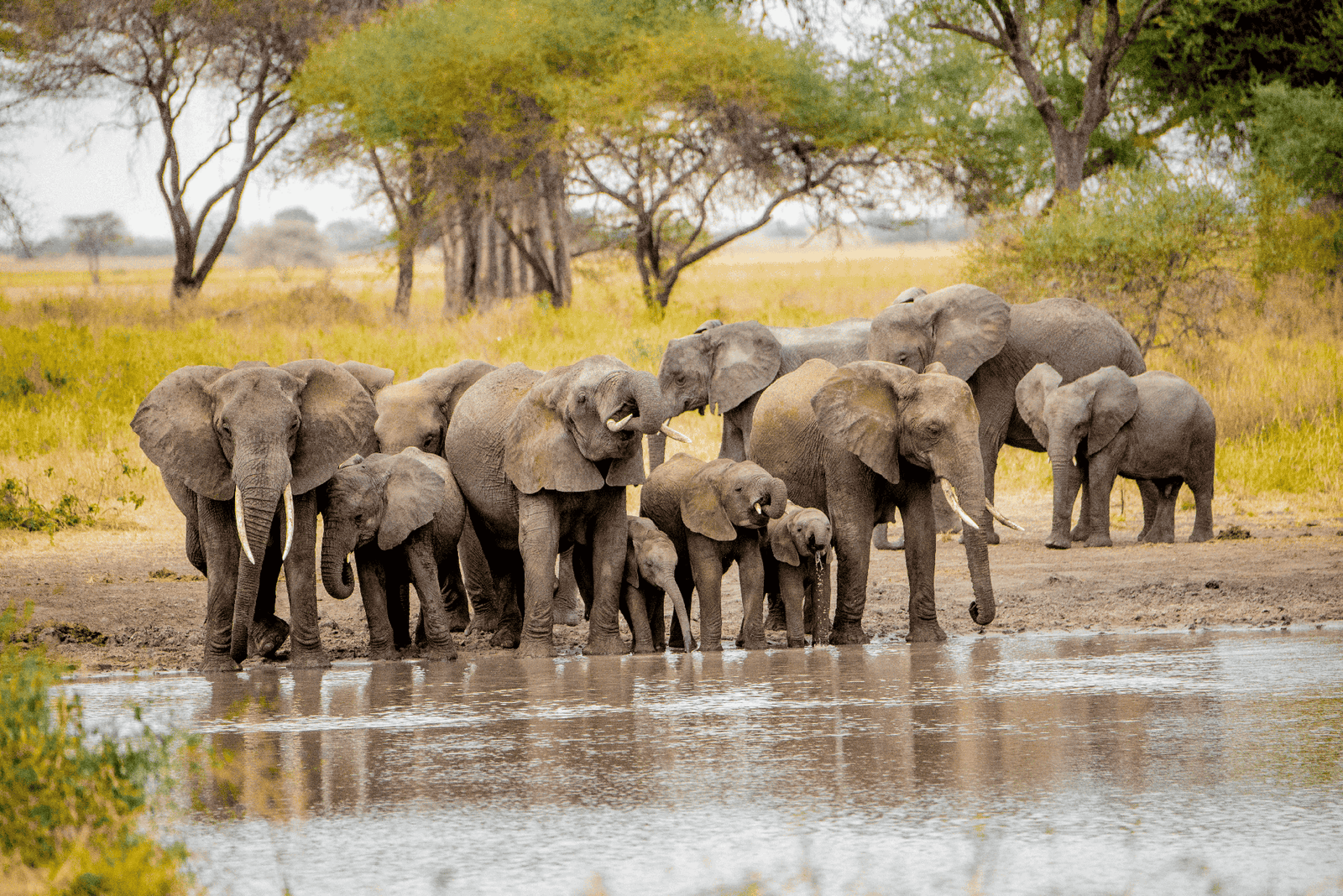 Sheldrick Wildlife Trust