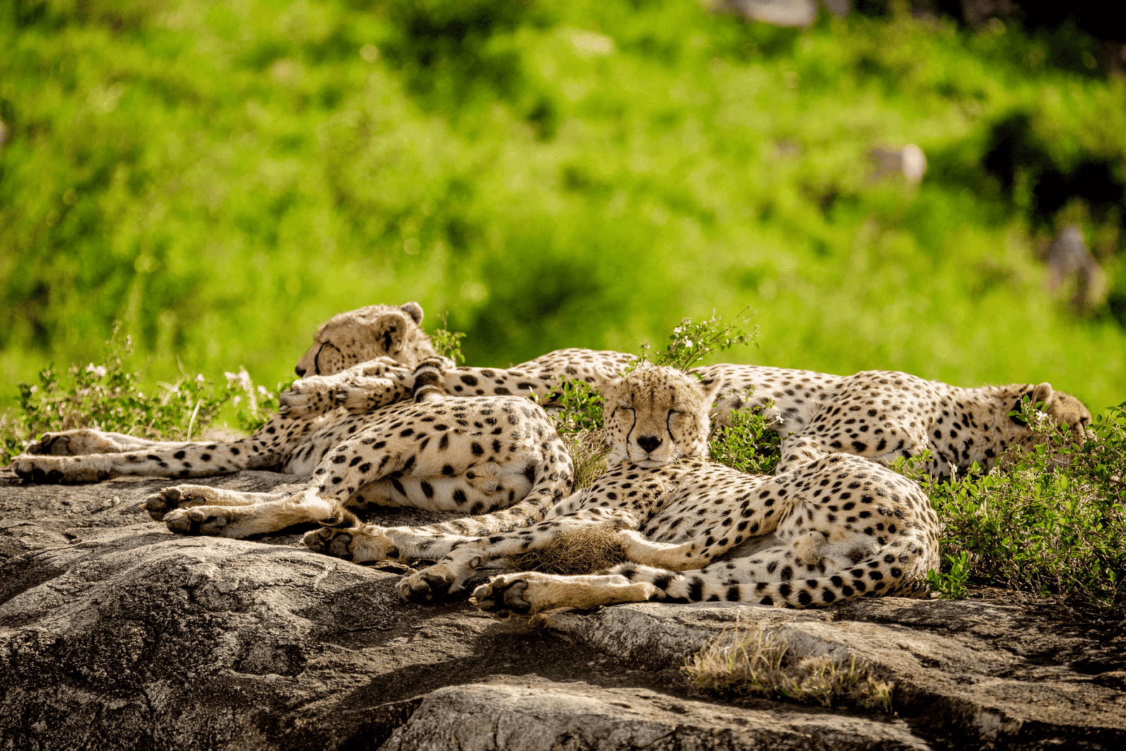 Amboseli sunrise