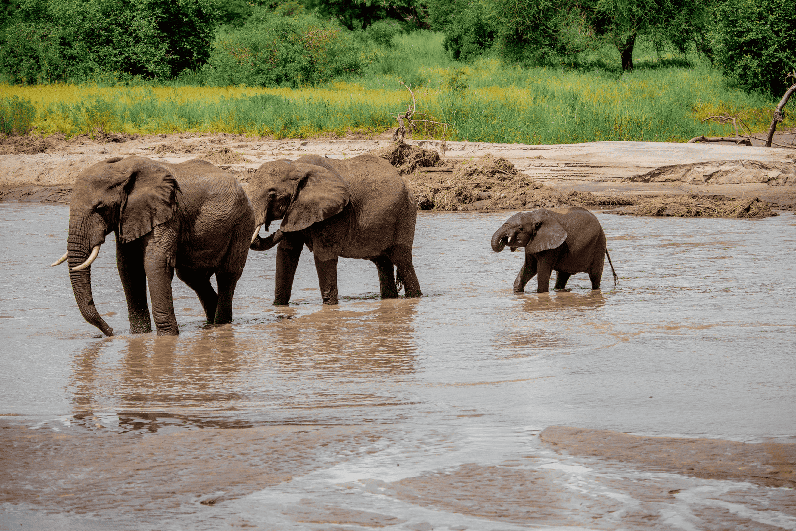 Amboseli lions