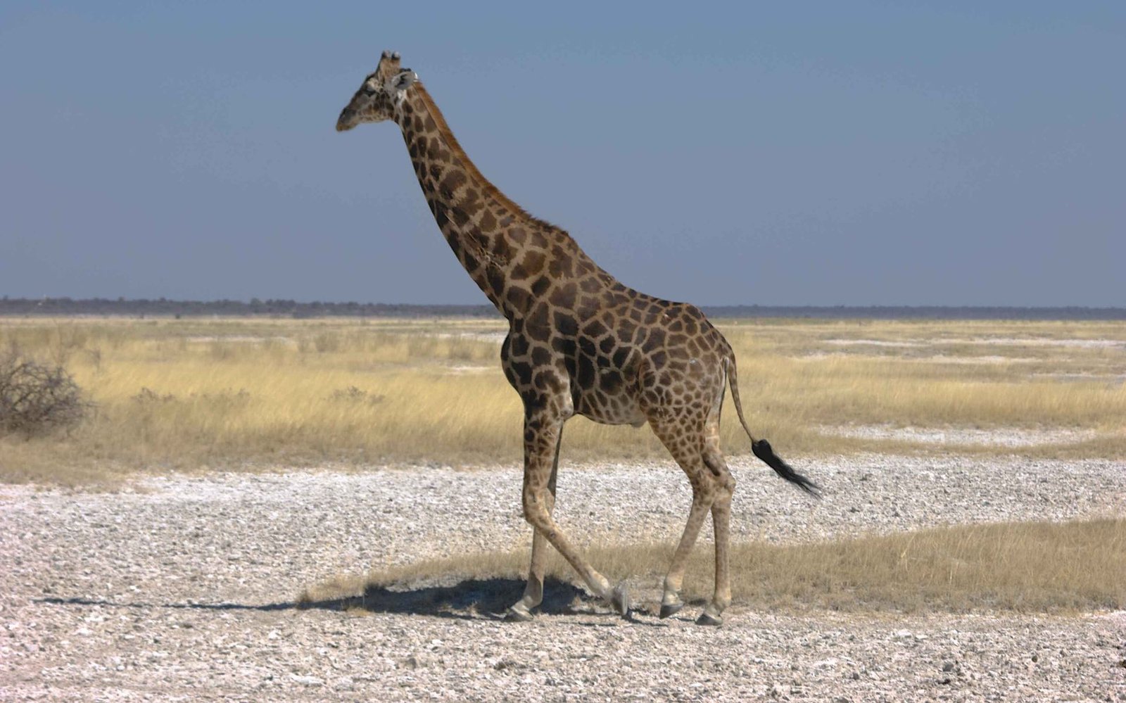 Etosha lions
