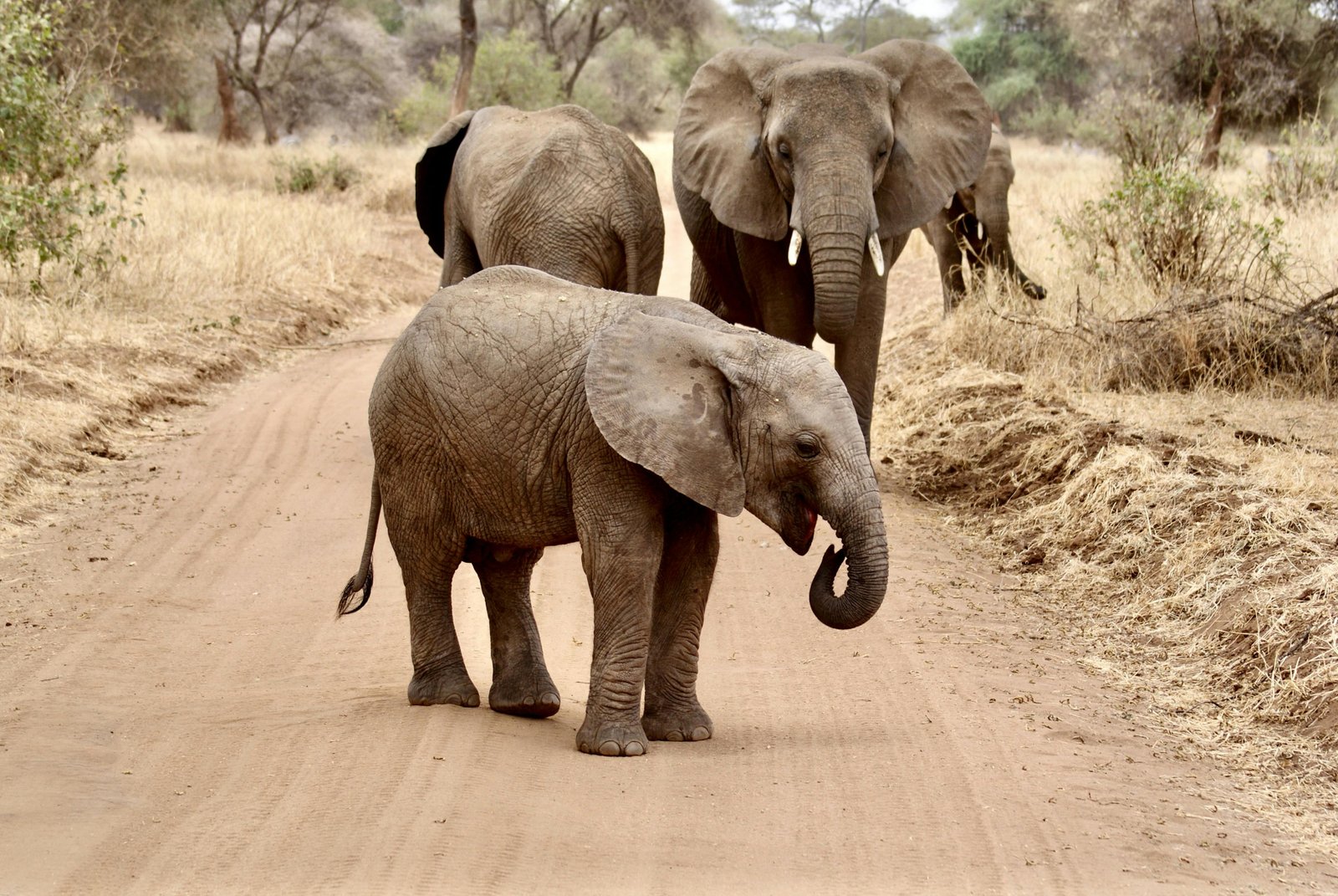 Amboseli