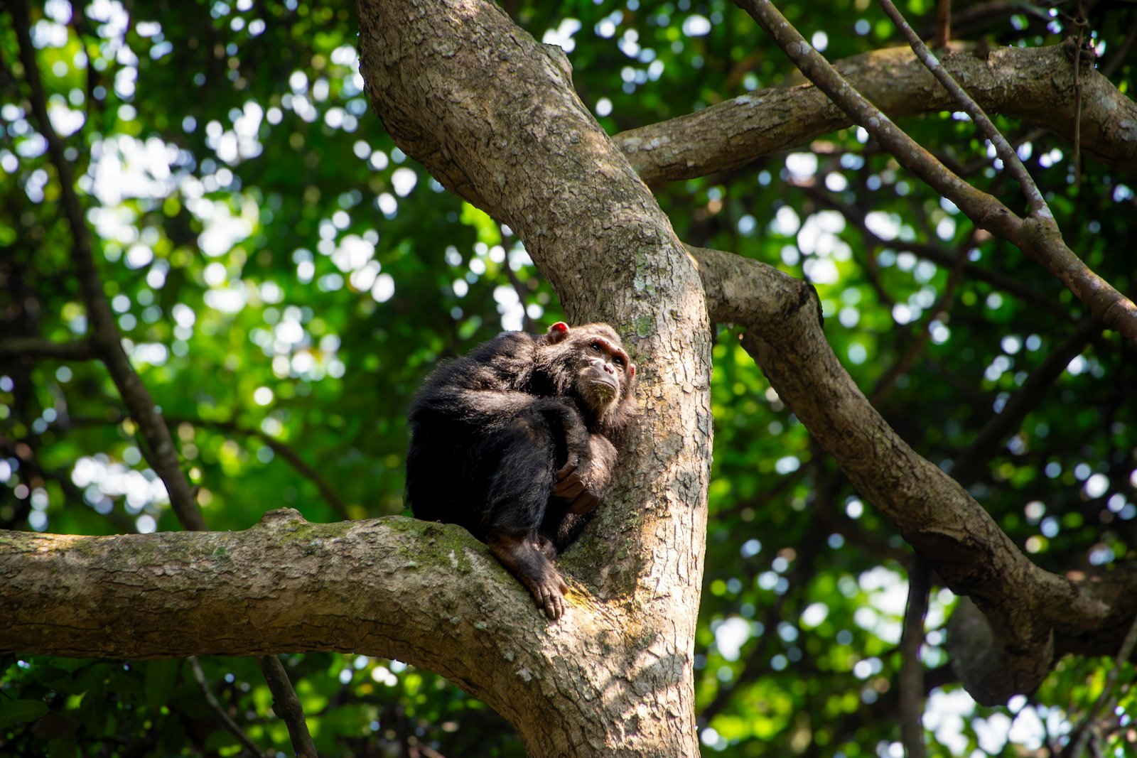 Bwindi gorilla