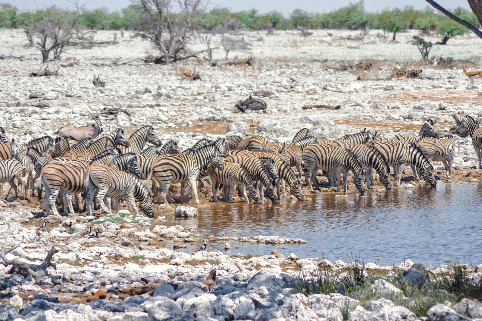 Etosha