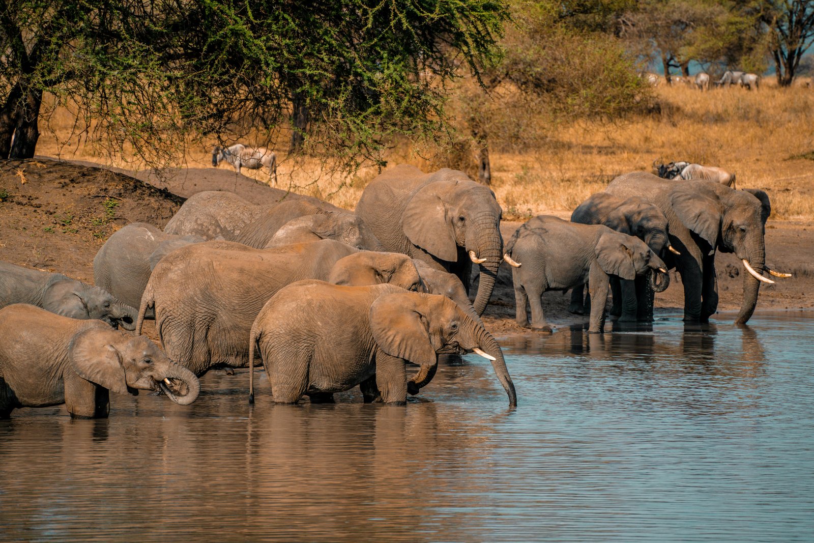 Safari vehicle in the Kenyan wilderness