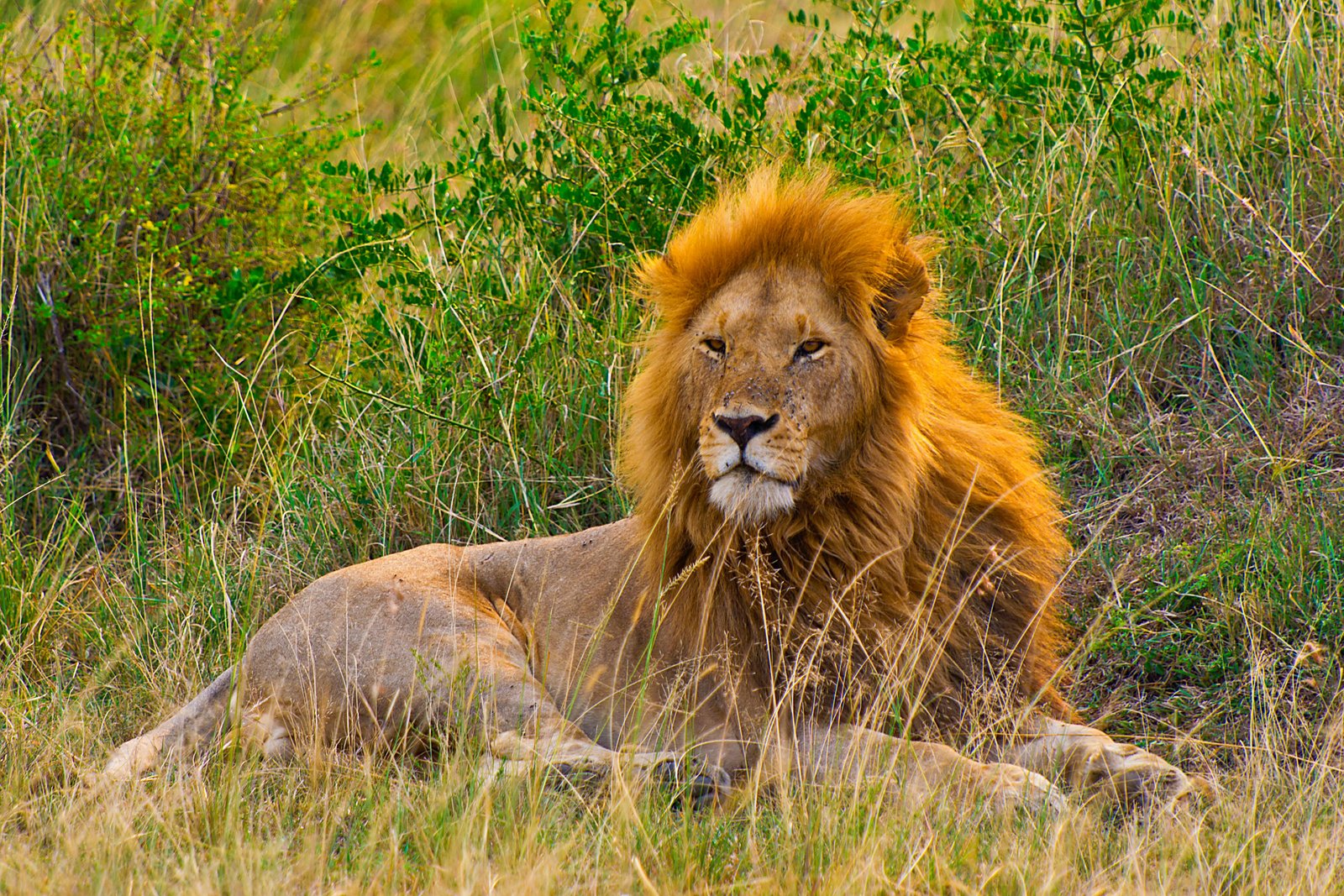 Safari Landscape