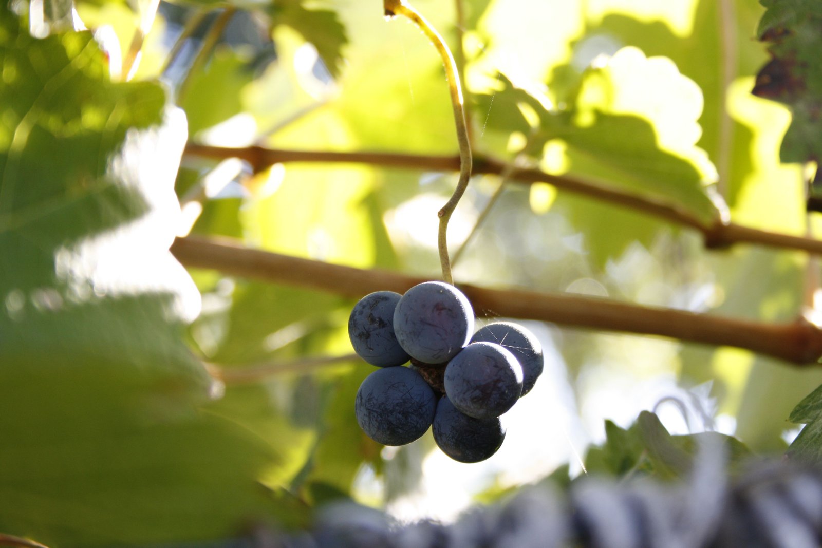 Cape Winelands