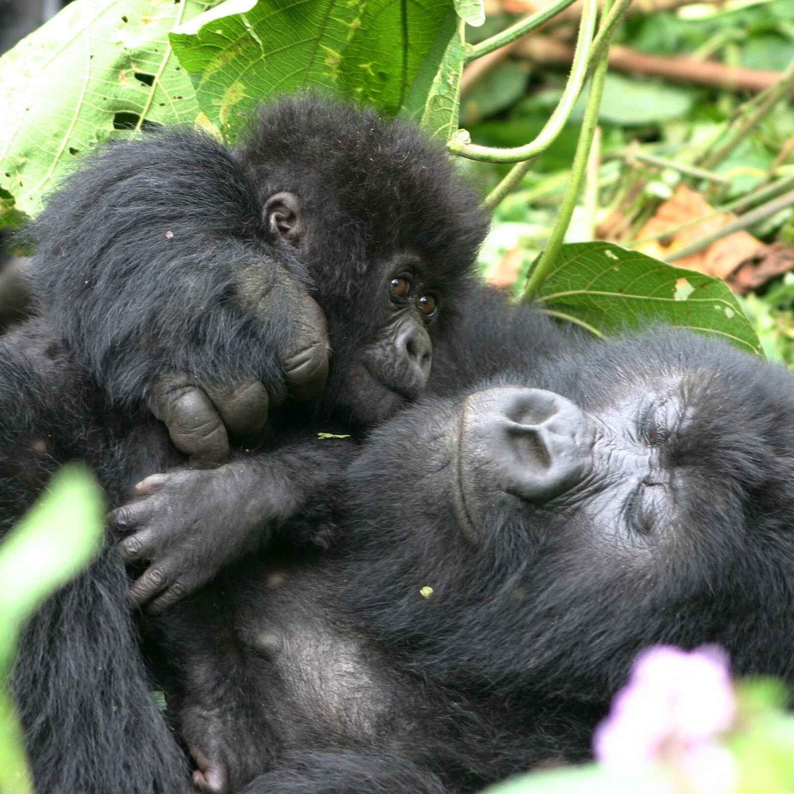 Bwindi